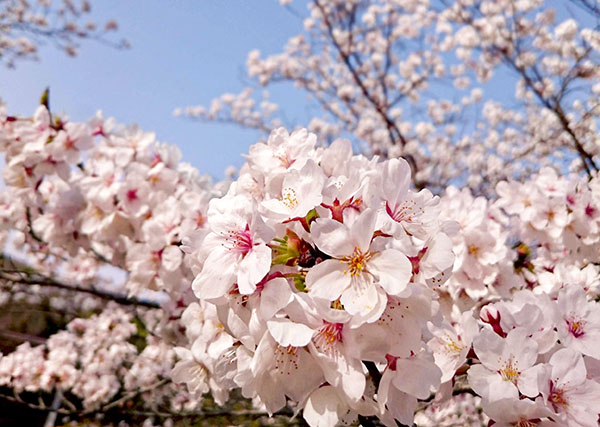 美しい桜
